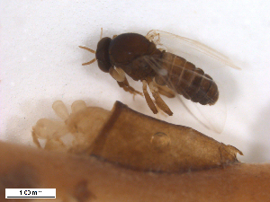  ( - BIOUG01779-A03)  @11 [ ] CreativeCommons - Attribution (2012) CBG Photography Group Centre for Biodiversity Genomics