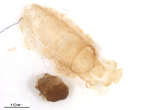  ( - BIOUG01779-A04)  @11 [ ] CreativeCommons - Attribution (2012) CBG Photography Group Centre for Biodiversity Genomics