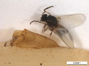  ( - BIOUG01779-A08)  @11 [ ] CreativeCommons - Attribution (2012) CBG Photography Group Centre for Biodiversity Genomics