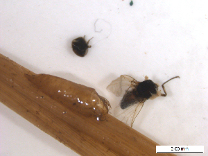  ( - BIOUG01779-A12)  @11 [ ] CreativeCommons - Attribution (2012) CBG Photography Group Centre for Biodiversity Genomics