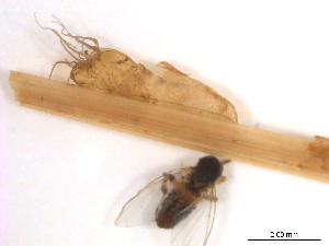  ( - BIOUG01779-B02)  @11 [ ] CreativeCommons - Attribution (2012) CBG Photography Group Centre for Biodiversity Genomics