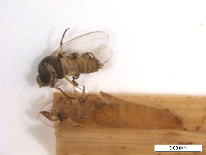  ( - BIOUG01779-B03)  @11 [ ] CreativeCommons - Attribution (2012) CBG Photography Group Centre for Biodiversity Genomics