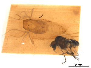  ( - BIOUG01779-B05)  @11 [ ] CreativeCommons - Attribution (2012) CBG Photography Group Centre for Biodiversity Genomics