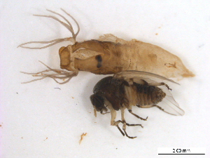  ( - BIOUG01779-B08)  @11 [ ] CreativeCommons - Attribution (2012) CBG Photography Group Centre for Biodiversity Genomics