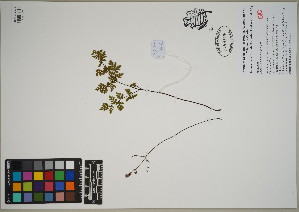  ( - QC23-100)  @11 [ ] CreativeCommons  Attribution Non-Commercial Share-Alike (2024) UBC Herbarium University of British Columbia