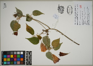 (Trochetiopsis erythroxylon - QC23-102)  @11 [ ] CreativeCommons  Attribution Non-Commercial Share-Alike (2024) UBC Herbarium University of British Columbia