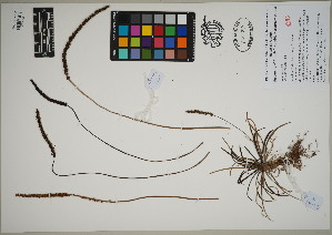  (Plantago - QC23-105)  @11 [ ] CreativeCommons  Attribution Non-Commercial Share-Alike (2024) UBC Herbarium University of British Columbia