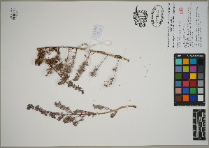  ( - QC23-108)  @11 [ ] CreativeCommons  Attribution Non-Commercial Share-Alike (2024) UBC Herbarium University of British Columbia