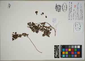  (Exomis microphylla - QC23-112)  @11 [ ] CreativeCommons  Attribution Non-Commercial Share-Alike (2024) UBC Herbarium University of British Columbia