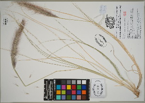  (Pennisetum setaceum - QC23-113)  @11 [ ] CreativeCommons  Attribution Non-Commercial Share-Alike (2024) UBC Herbarium University of British Columbia