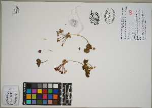  (Pelargonium inquinans - QC23-116)  @11 [ ] CreativeCommons  Attribution Non-Commercial Share-Alike (2024) UBC Herbarium University of British Columbia