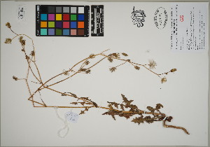  (Sonchus oleraceus - QC23-117)  @11 [ ] CreativeCommons  Attribution Non-Commercial Share-Alike (2024) UBC Herbarium University of British Columbia
