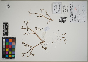  (Portulaca oleracea - QC23-118)  @11 [ ] CreativeCommons  Attribution Non-Commercial Share-Alike (2024) UBC Herbarium University of British Columbia