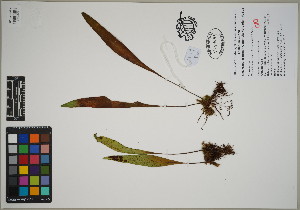  (Pleopeltis macrocarpa - QC23-119)  @11 [ ] CreativeCommons  Attribution Non-Commercial Share-Alike (2024) UBC Herbarium University of British Columbia