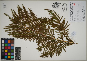  ( - QC23-121)  @11 [ ] CreativeCommons  Attribution Non-Commercial Share-Alike (2024) UBC Herbarium University of British Columbia