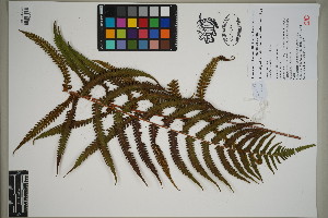  ( - QC23-122)  @11 [ ] CreativeCommons  Attribution Non-Commercial Share-Alike (2024) UBC Herbarium University of British Columbia
