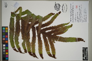  (Phlebodium aureum - QC23-123)  @11 [ ] CreativeCommons  Attribution Non-Commercial Share-Alike (2024) UBC Herbarium University of British Columbia