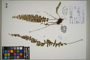  (Asplenium erectum - QC23-126)  @11 [ ] CreativeCommons  Attribution Non-Commercial Share-Alike (2024) UBC Herbarium University of British Columbia
