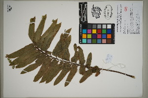  (Asplenium compressum - QC23-131)  @11 [ ] CreativeCommons  Attribution Non-Commercial Share-Alike (2024) UBC Herbarium University of British Columbia