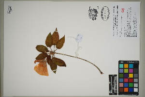  (Trochetiopsis benjamini - QC23-132)  @11 [ ] CreativeCommons  Attribution Non-Commercial Share-Alike (2024) UBC Herbarium University of British Columbia