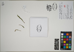  (Grammitis ebenina - QC23-141)  @11 [ ] CreativeCommons  Attribution Non-Commercial Share-Alike (2024) UBC Herbarium University of British Columbia