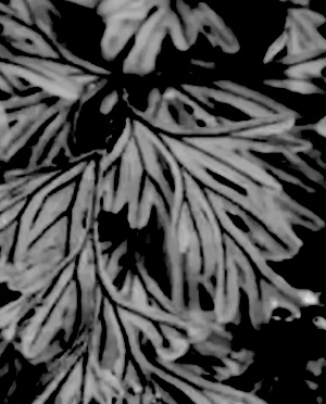  (Hymenophyllum capillaceum - QC23-143)  @11 [ ] CreativeCommons  Attribution Non-Commercial Share-Alike (2024) D.M. Percy University of British Columbia