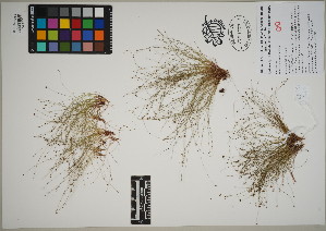  ( - QC23-151)  @11 [ ] CreativeCommons  Attribution Non-Commercial Share-Alike (2024) UBC Herbarium University of British Columbia