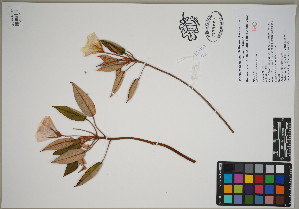  (Trochetiopsis ebenus - QC23-157.1)  @11 [ ] CreativeCommons  Attribution Non-Commercial Share-Alike (2024) UBC Herbarium University of British Columbia