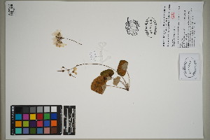  (Pelargonium cotyledonis - QC23-18)  @11 [ ] CreativeCommons  Attribution Non-Commercial Share-Alike (2024) D.M. Percy University of British Columbia
