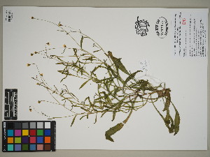  (Osteospermum - QC23-28)  @11 [ ] CreativeCommons  Attribution Non-Commercial Share-Alike (2024) UBC Herbarium University of British Columbia