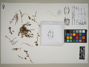 (Euphorbia prostrata - QC23-43)  @11 [ ] CreativeCommons  Attribution Non-Commercial Share-Alike (2024) UBC Herbarium University of British Columbia