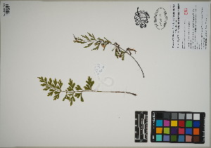  (Asplenium aethiopicum - QC23-52)  @11 [ ] CreativeCommons  Attribution Non-Commercial Share-Alike (2024) UBC Herbarium University of British Columbia
