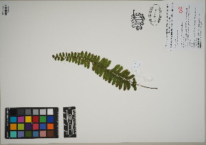  (Asplenium lunulatum - QC23-53)  @11 [ ] CreativeCommons  Attribution Non-Commercial Share-Alike (2024) UBC Herbarium University of British Columbia