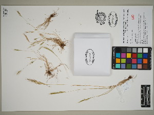  (Vulpia bromoides - QC23-55)  @11 [ ] CreativeCommons  Attribution Non-Commercial Share-Alike (2024) UBC Herbarium University of British Columbia