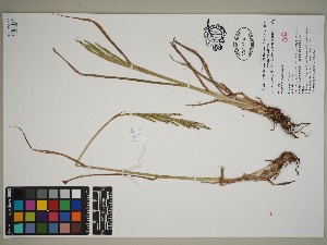  (Paspalum scrobiculatum - QC23-57)  @11 [ ] CreativeCommons  Attribution Non-Commercial Share-Alike (2024) UBC Herbarium University of British Columbia