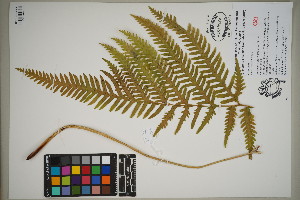  ( - QC23-59)  @11 [ ] CreativeCommons  Attribution Non-Commercial Share-Alike (2024) UBC Herbarium University of British Columbia