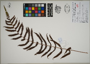  ( - QC23-73)  @11 [ ] CreativeCommons  Attribution Non-Commercial Share-Alike (2024) UBC Herbarium University of British Columbia