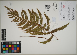 ( - QC23-76)  @11 [ ] CreativeCommons  Attribution Non-Commercial Share-Alike (2024) UBC Herbarium University of British Columbia