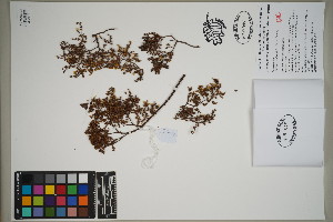  (Frankeniaceae - QC23-82)  @11 [ ] CreativeCommons  Attribution Non-Commercial Share-Alike (2024) UBC Herbarium University of British Columbia