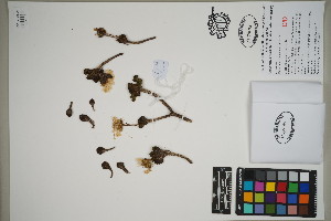  (Commidendrum rugosum - QC23-86)  @11 [ ] CreativeCommons  Attribution Non-Commercial Share-Alike (2024) UBC Herbarium University of British Columbia