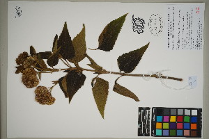  (Austroeupatorium - QC23-93)  @11 [ ] CreativeCommons  Attribution Non-Commercial Share-Alike (2024) UBC Herbarium University of British Columbia