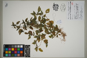  (Mercurialis annua - QC23-94)  @11 [ ] CreativeCommons  Attribution Non-Commercial Share-Alike (2024) UBC Herbarium University of British Columbia