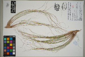  (Eragrostis saxatilis - QC23-96)  @11 [ ] CreativeCommons  Attribution Non-Commercial Share-Alike (2024) UBC Herbarium University of British Columbia