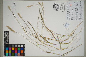  ( - QC23-97)  @11 [ ] CreativeCommons  Attribution Non-Commercial Share-Alike (2024) UBC Herbarium University of British Columbia