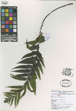  (Asplenium platybasis - QC2223A-1)  @11 [ ] CreativeCommons  Attribution Non-Commercial Share-Alike (2022) Unspecified Beaty Biodiversity Museum