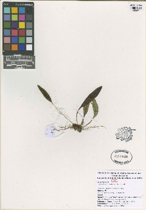  ( - QC2224-1)  @11 [ ] CreativeCommons  Attribution Non-Commercial Share-Alike (2022) Unspecified Beaty Biodiversity Museum