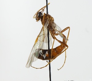  (Ophion ellenae - NJBC 307)  @14 [ ] CreativeCommons  Attribution Non-Commercial Share-Alike (2018) Niklas Johansson Swedish University of Agricultural Sciences