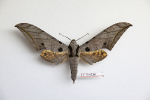  ( - BC-Mel3391)  @11 [ ] Copyright (2019) Sphingidae Museum-Czech republic Ekologicke centrum Orlov o.p.s.