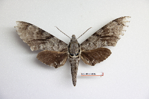  ( - BC-Mel3406)  @14 [ ] Copyright (2019) Sphingidae Museum-Czech republic Ekologicke centrum Orlov o.p.s.