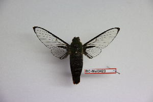  (Cephonodes titan - BC-Mel3423)  @11 [ ] Copyright (2019) Sphingidae Museum-Czech republic Ekologicke centrum Orlov o.p.s.